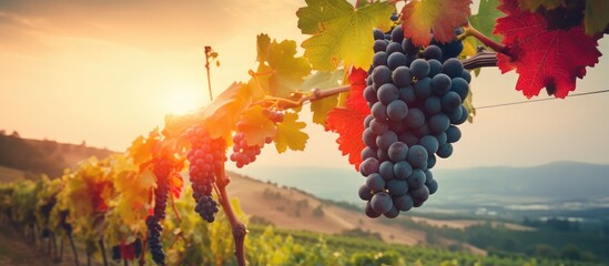 Sunset Over Vineyard with Ripe Grape Bunches - obrazy, fototapety, plakaty