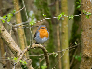 Rotkehlchen (Erithacus rubecula)