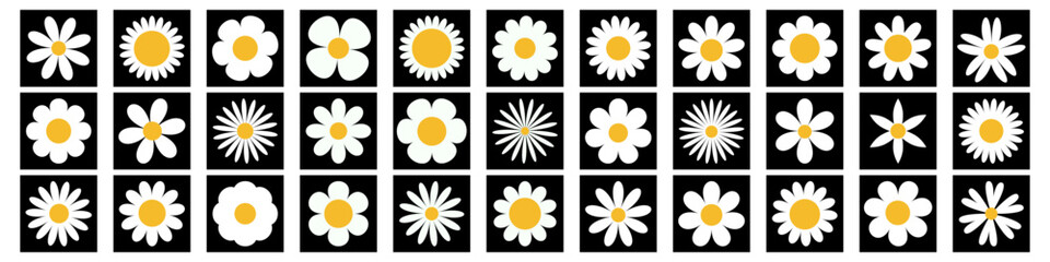 Daisy chamomile super big set. White camomile square icon. 33 sign symbol shape. Growing concept. Cute round flower plant collection. Love card. . Flat design. Isolated. Black background. Vector