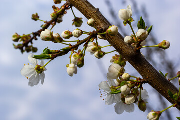 Selective focus of beautiful branches of plum blossoms on the tree under blue sky, Beautiful Sakura flowers during spring season in the park, Floral pattern texture, Nature background