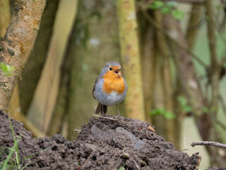 Rotkehlchen (Erithacus rubecula)