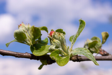 Flower buds, flowers and green young leaves on a branch of a blooming apple tree. Close-up of pink buds and blossoms of an apple tree on a blurred background in spring. Selective focus