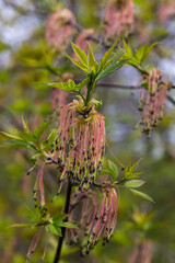 The ash-leaved maple Acer negundo flowers in early spring, sunny day and natural environment, blurred background