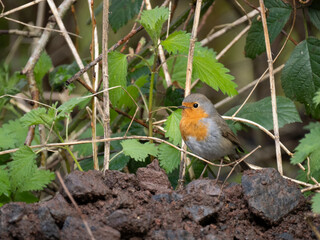 Rotkehlchen (Erithacus rubecula)