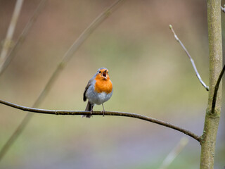 Rotkehlchen (Erithacus rubecula)