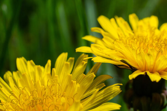 Dandelion Taraxacum officinale close-up. Yellow primrose. Bright spring background. Shallow depth of field, macro