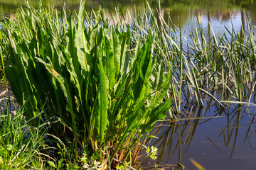 Fototapeta premium Close up of Yellow flag irisses Iris pseudacorus and Great water dock Rumex hydrolapathum