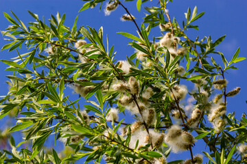Salix atrocinerea. Close-up of a jack salce branch with the mature female catkins, seeds, and leaves