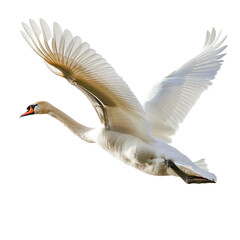 Flying Mute swan isolated on white or transparent background - obrazy, fototapety, plakaty