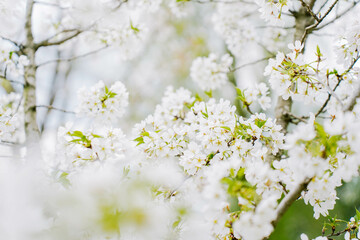 Branch of blooming cherry blossom flower with copy space. Outdoor shot filled with beautiful cherry...