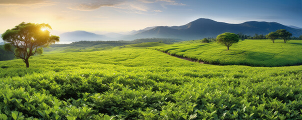 Tea field landscape. - obrazy, fototapety, plakaty