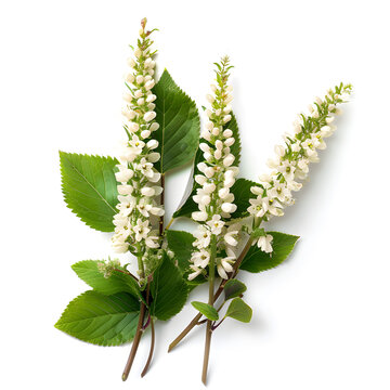 Black Cohash flowers on a white background 