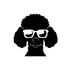  poodle dog