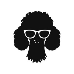 cool poodle dog wearing sunglasses