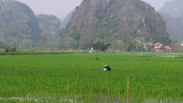 Farmers Tending to Rice Paddy