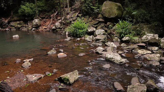 Handheld footage of pool of water along Cedar Creek, Curtis Falls Walking Track, Tamborine Mountain