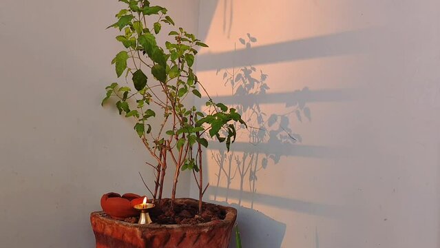 Vibrant tulsi plant nestled in a serene gallery, adorned with a flickering oil lamp, and passes the golden glow of sun rays