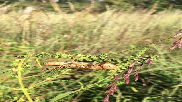 Grasshopper in field