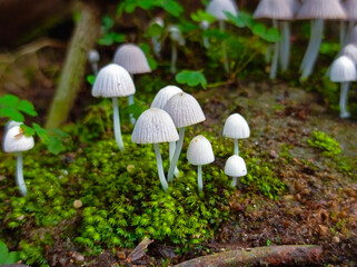 mushrooms in the grass