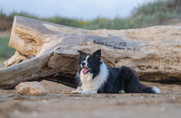 border collie on the beach	