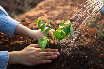 person is watering a plant in a garden
