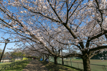 井草森公園（東京都杉並区井草４丁目）