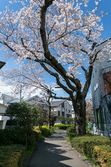 井草川遊歩道（東京都杉並区下井草・井荻エリア）