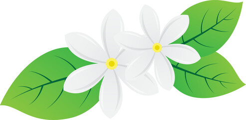 white jasmine flower for decoration design