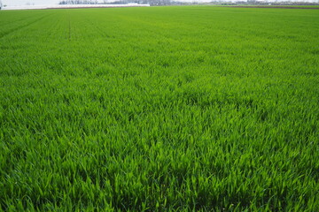 Good crops of winter wheat in the spring farm field. Green sprouts of winter wheat background. View of green meadow with growing young cereals grass. Agricultural business. Triticum aestivum