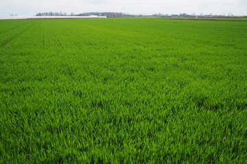 Good crops of winter wheat in the spring farm field. Green sprouts of winter wheat background. View...