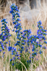 Gewöhnlichen Natternkopf  (Echium vulgare)