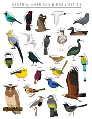 Central American Birds Set Cartoon Vector Character 3