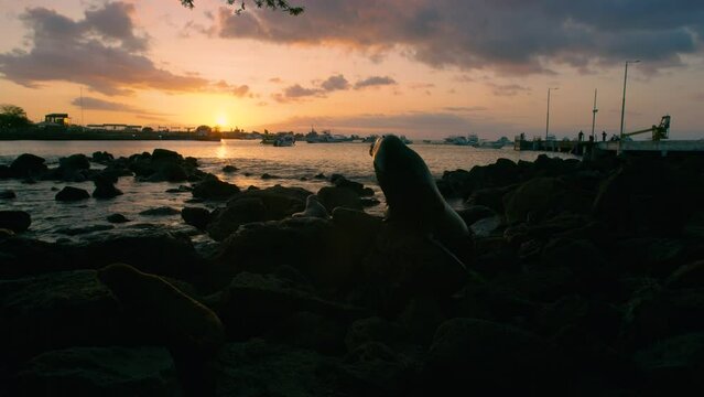 Beautiful view of a group of sea lions on the beach at sunset.