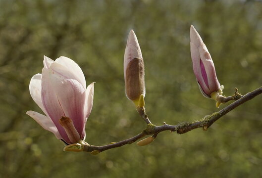 magnolia blossom,magnolienblüte