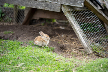A small sleepy rabbit lies on a green meadow on a farm near a wooden house. Close-up shot.