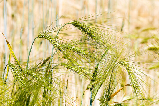 Gerste auf einem Feld