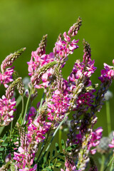 Blütenstand der Saat-Esparsette (Onobrychis viciifolia)