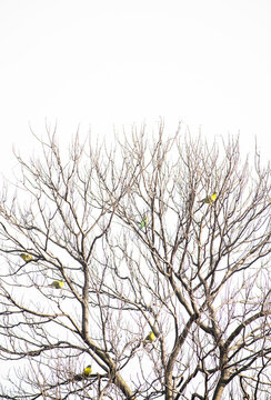 tree in winter without leaves
