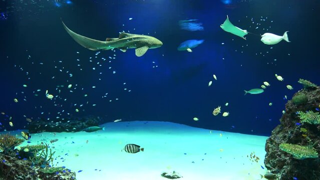 水中を泳ぐトラフザメやウシバナトビエイ、熱帯魚たち  4K