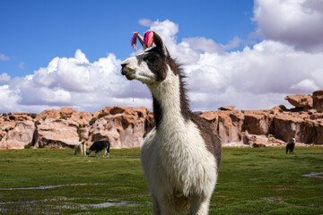 Drooling Llama Portrait, Landscape - Rural Bolivia 