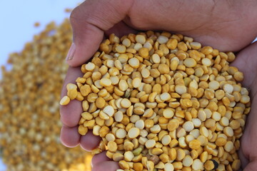 split chickpea lentils