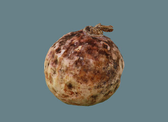 Round old spoiled pumpkin.