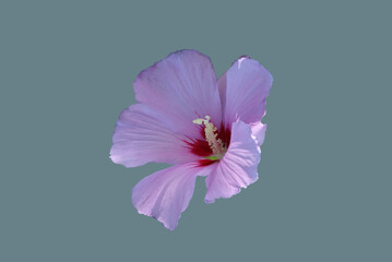 Syrian hibiscus blooms.