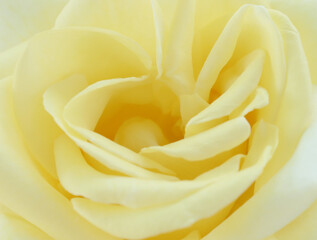 Flower petals of a yellow, tea rose.