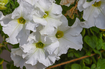 White petunia blooms
