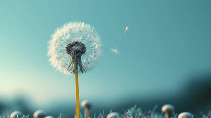 Foto op Plexiglas A lone dandelion seed floats on the breeze  its feathery tuft adrift against a pastel blue sky. © Maria