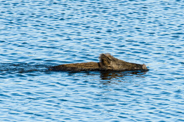 Fototapeta premium Wildschwein im Wasser 