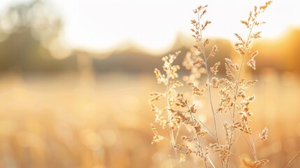 Golden Hour Grassland Under Warm Sunset