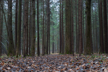 Naked trees trunks in autumn forest in the rainy day
