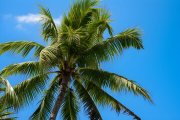 Fototapeta na wymiar A Serene Composition of Lonely Coconut Tree Under the Blue Sky: A Contrast of Green, Brown and Blue